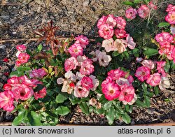 Rosa hort. Wekplako