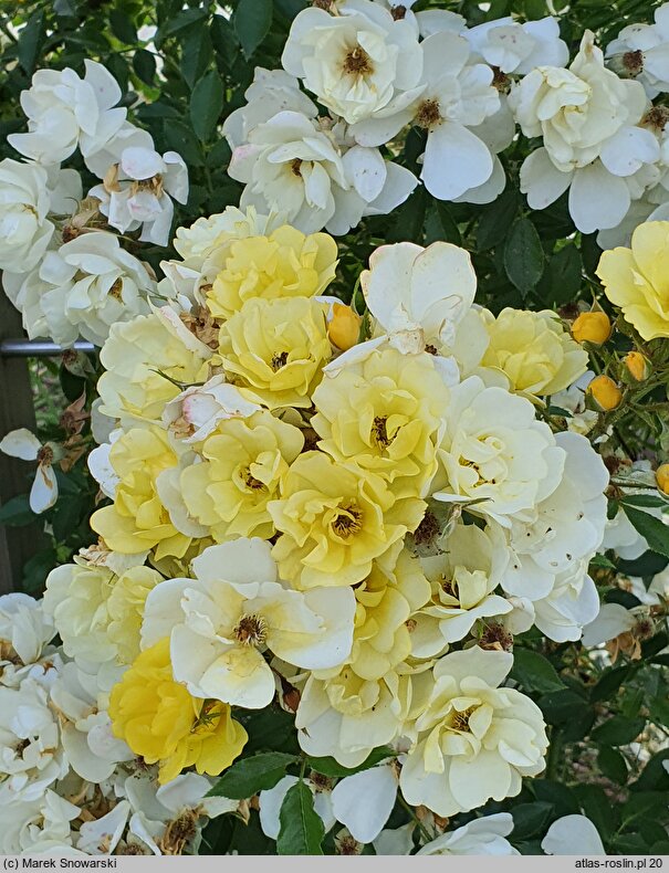 Rosa hort. Adadenoj