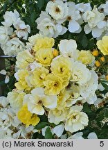 Rosa hort. Adadenoj