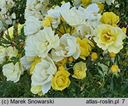Rosa hort. Adadenoj