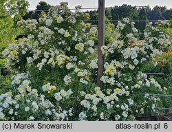 Rosa hort. Adadenoj
