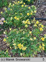 Rosa hort. Jaczehap