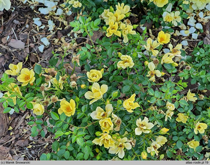 Rosa hort. Jaczehap