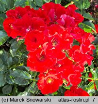 Rosa hort. Tan98106