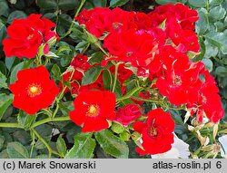 Rosa hort. Tan98106