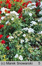 Rosa hort. Kormifari