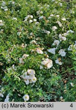 Rosa hort. Kormifari