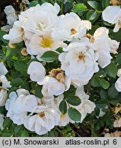 Rosa hort. Kormifari