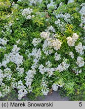 Rosa hort. Hanwidec