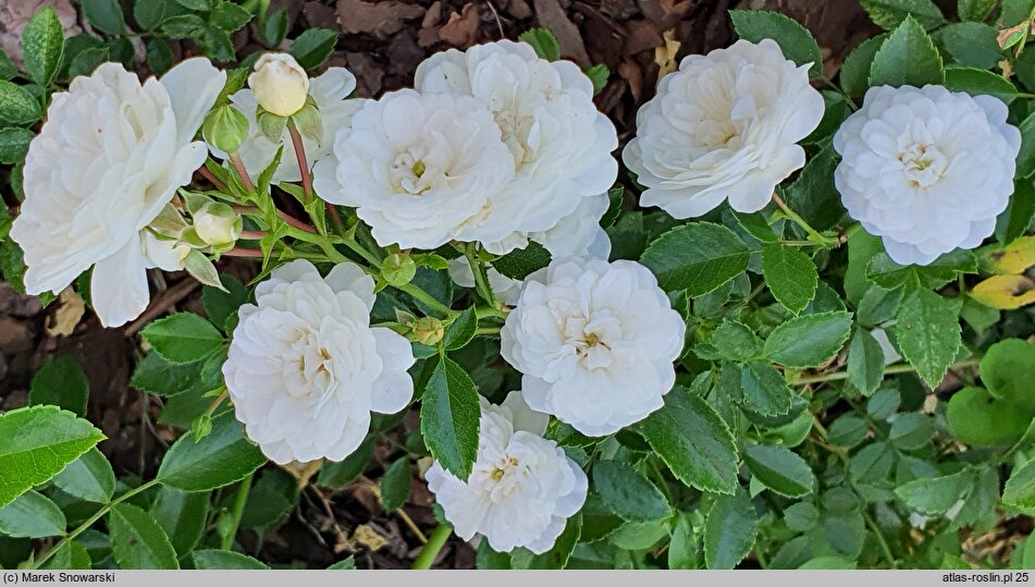Rosa hort. Chewgrabity