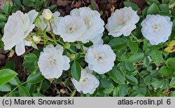 Rosa hort. Chewgrabity