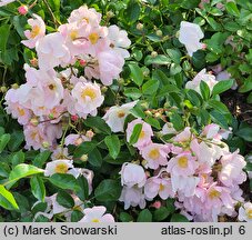 Rosa hort. Tanigino