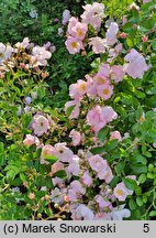 Rosa hort. Tanigino