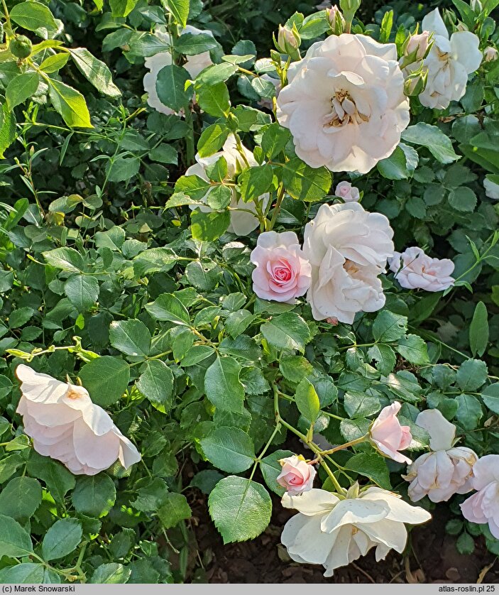 Rosa hort. Tanrostax