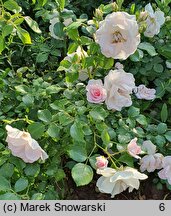 Rosa hort. Tanrostax