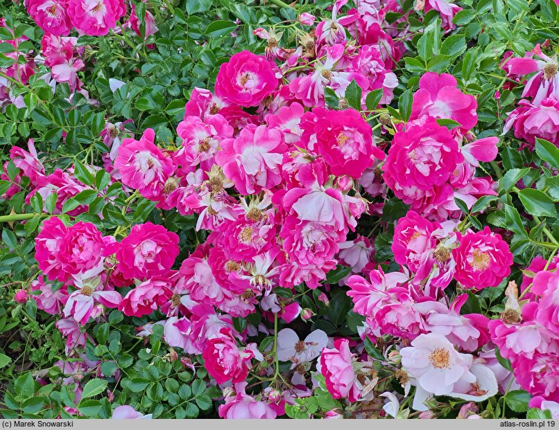 Rosa hort. RT 01-406