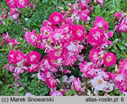 Rosa hort. RT 01-406