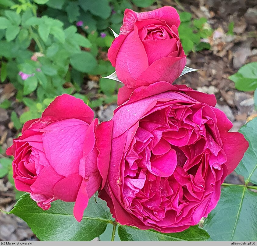 Rosa hort. Meidrason