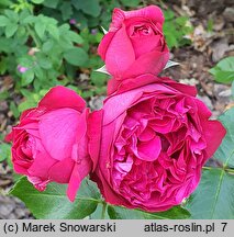 Rosa hort. Meidrason