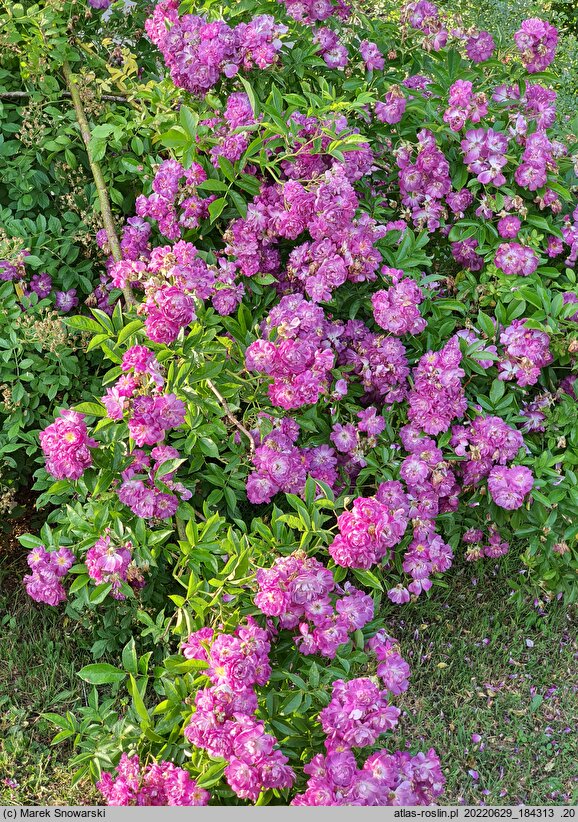 Rosa hort. Veilchenblau