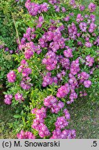 Rosa hort. Veilchenblau