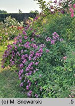 Rosa hort. Veilchenblau