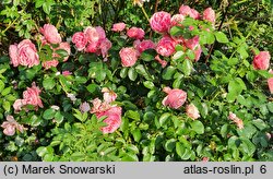 Rosa rubiginosa Alchymist