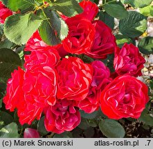 Rosa hort. Lagerfeuer