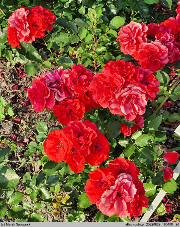 Rosa hort. Lagerfeuer