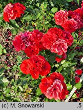 Rosa hort. Lagerfeuer