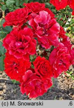 Rosa hort. Lagerfeuer