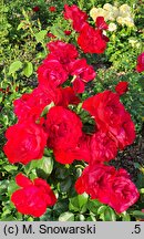 Rosa hort. Lagerfeuer