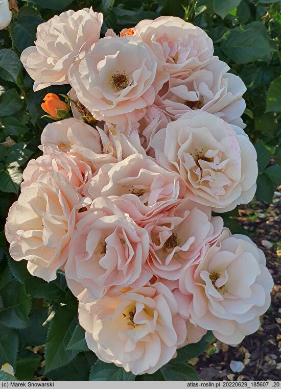 Rosa hort. Korsisbenga