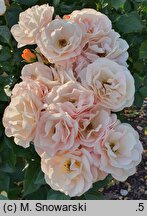 Rosa hort. Korsisbenga