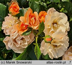 Rosa hort. Korsisbenga