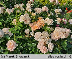 Rosa hort. Korsisbenga