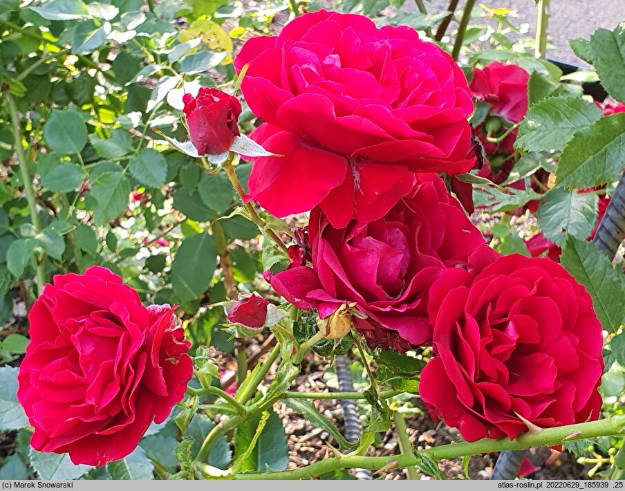 Rosa hort. Sympathie