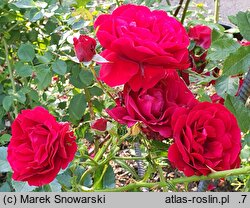 Rosa hort. Sympathie