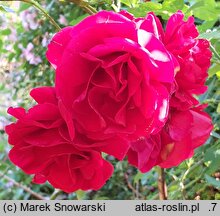 Rosa hort. Sympathie