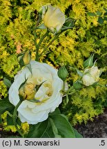 Rosa hort. Fryderyk Chopin