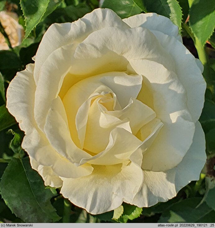 Rosa hort. Fryderyk Chopin