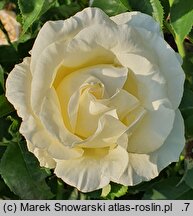 Rosa hort. Fryderyk Chopin