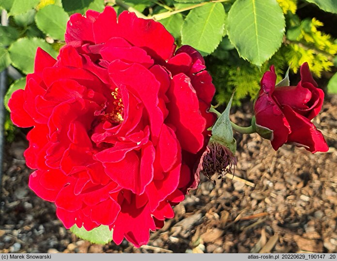 Rosa hort. Guinée