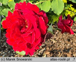 Rosa hort. Guinée