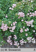 Rosa hort. The Fairy