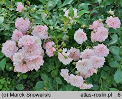 Rosa hort. The Fairy