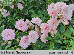 Rosa hort. The Fairy