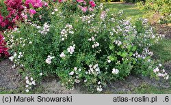 Rosa hort. The Fairy