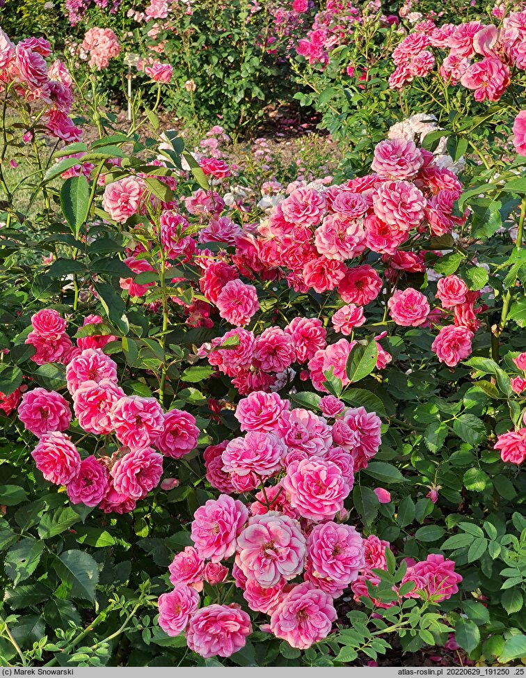 Rosa hort. Elmshorn
