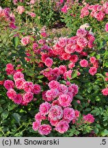 Rosa hort. Elmshorn